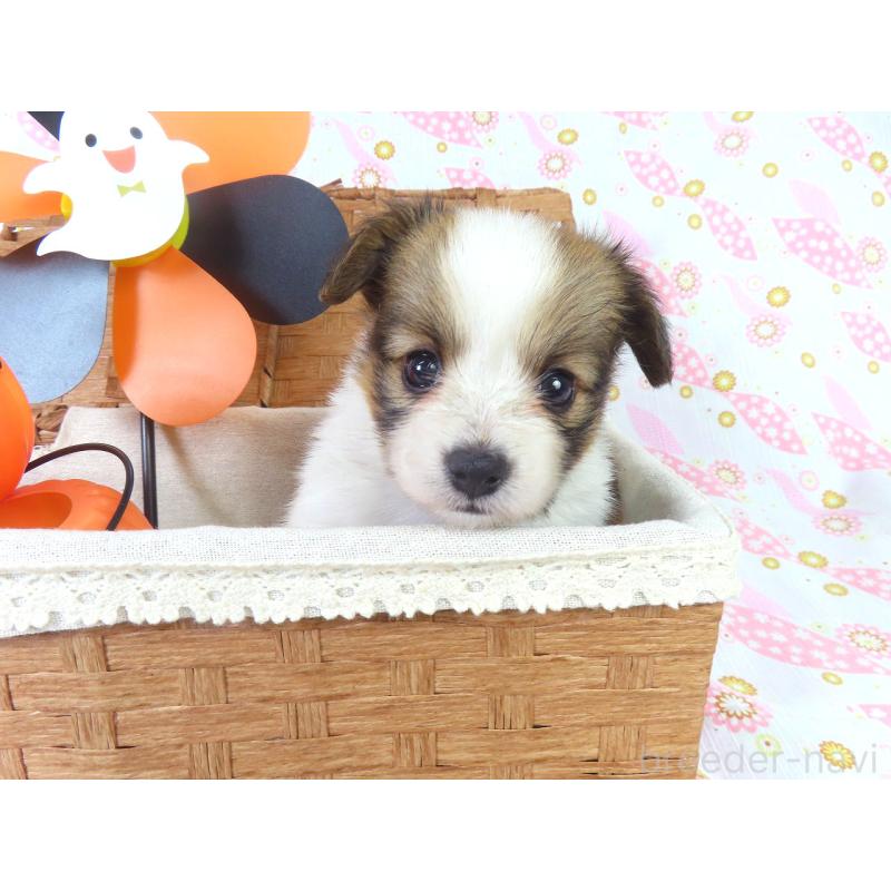 成約済の千葉県のパピヨン-413491の4枚目