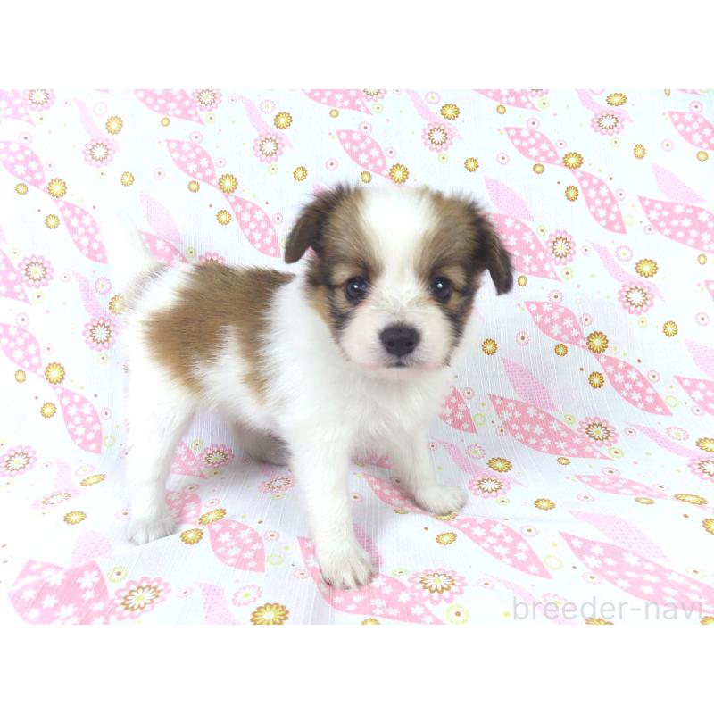 成約済の千葉県のパピヨン-413491の3枚目