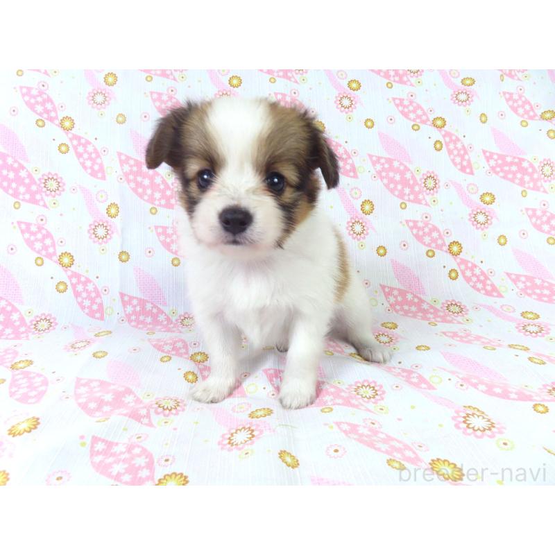 成約済の千葉県のパピヨン-413491の2枚目