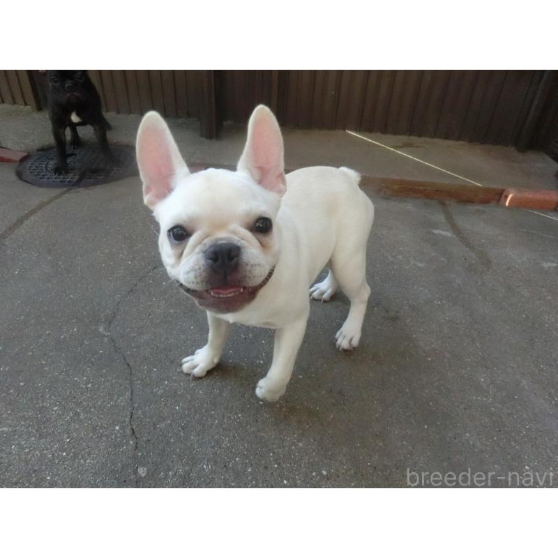 販売中の兵庫県のフレンチブルドッグ-394612の3枚目