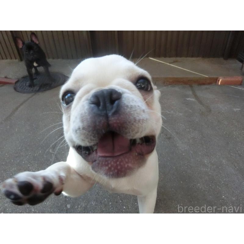 販売中の兵庫県のフレンチブルドッグ-394612の2枚目