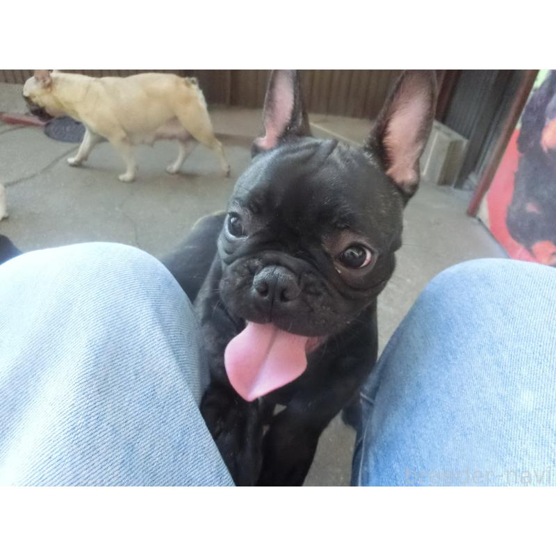 成約済の兵庫県のフレンチブルドッグ-394977の3枚目