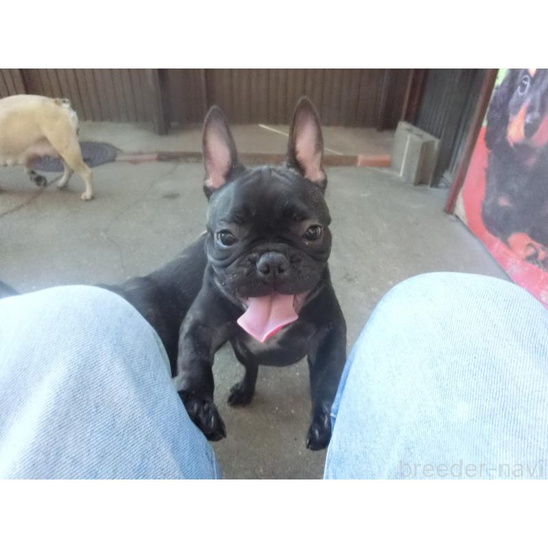 成約済の兵庫県のフレンチブルドッグ-394977の2枚目