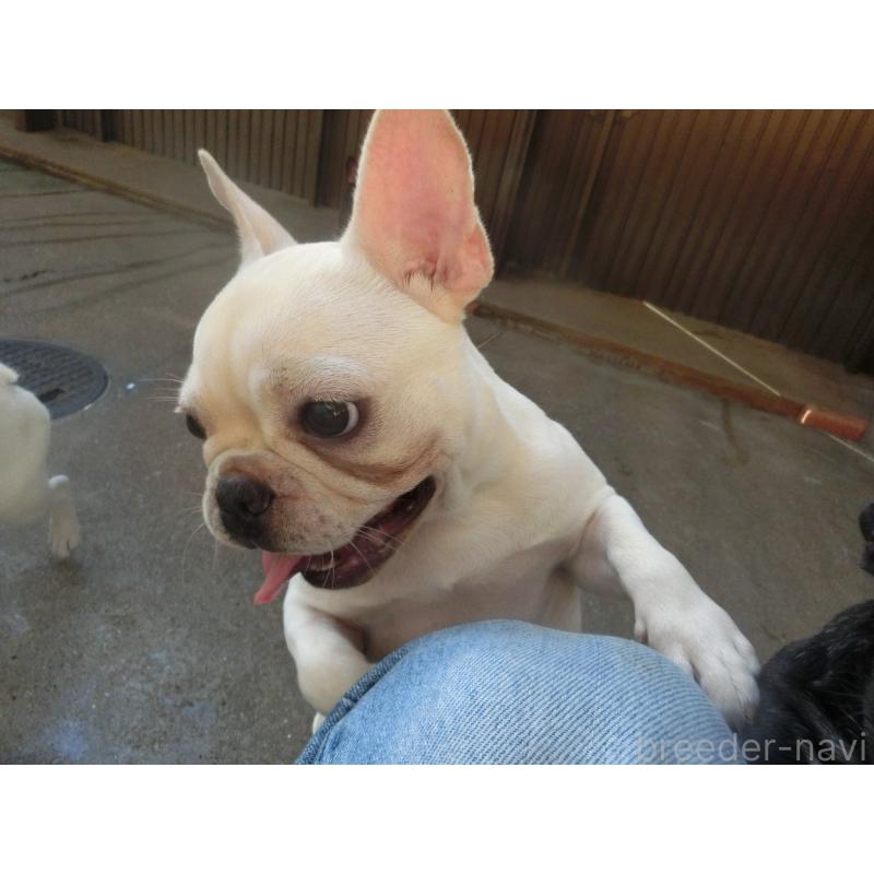 販売中の兵庫県のフレンチブルドッグ-394610の2枚目