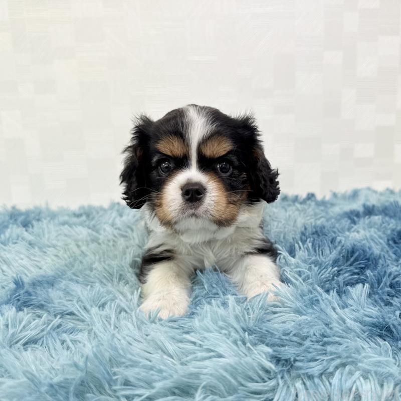 成約済の埼玉県のキャバリアキングチャールズスパニエル-411606の1枚目