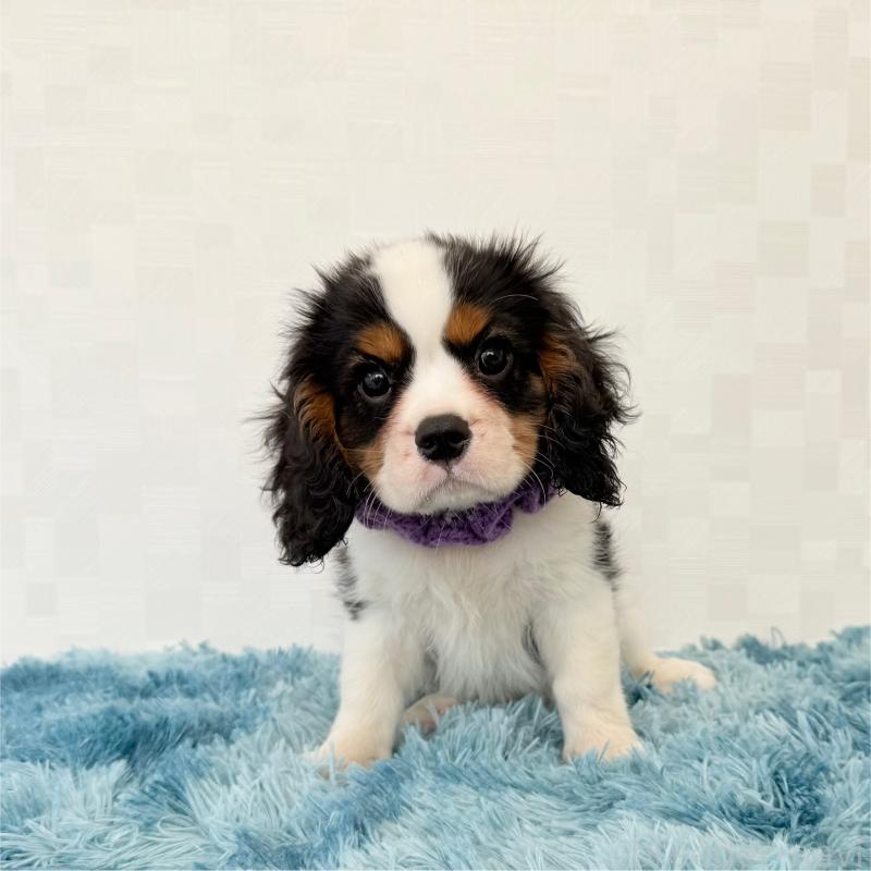 成約済の埼玉県のキャバリアキングチャールズスパニエル-411607の3枚目