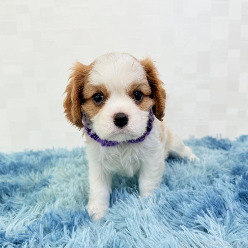 成約済の埼玉県のキャバリアキングチャールズスパニエル-411607の2枚目