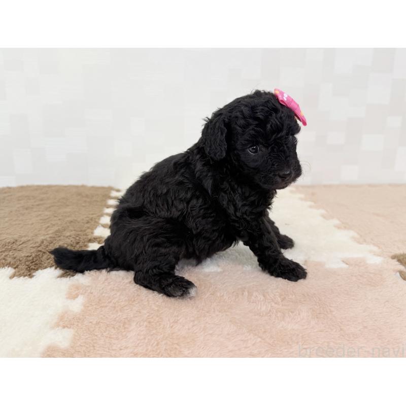 成約済の埼玉県のトイプードル-414789の5枚目