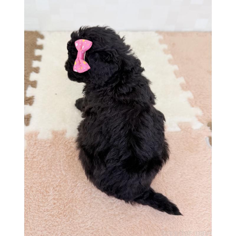 成約済の埼玉県のトイプードル-414789の4枚目