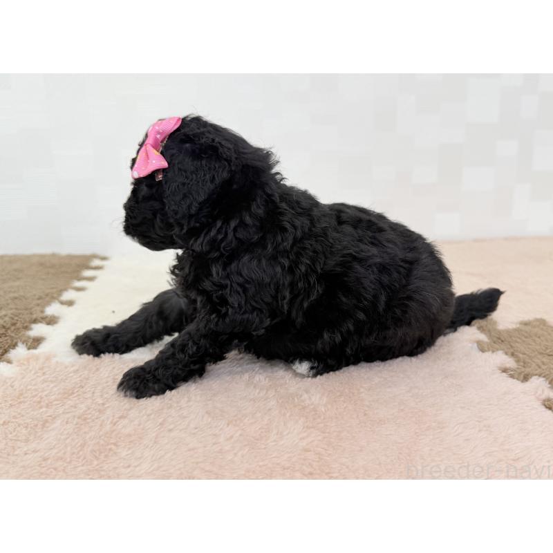 成約済の埼玉県のトイプードル-414789の3枚目