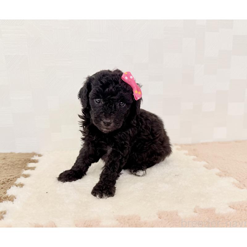 成約済の埼玉県のトイプードル-414789の2枚目