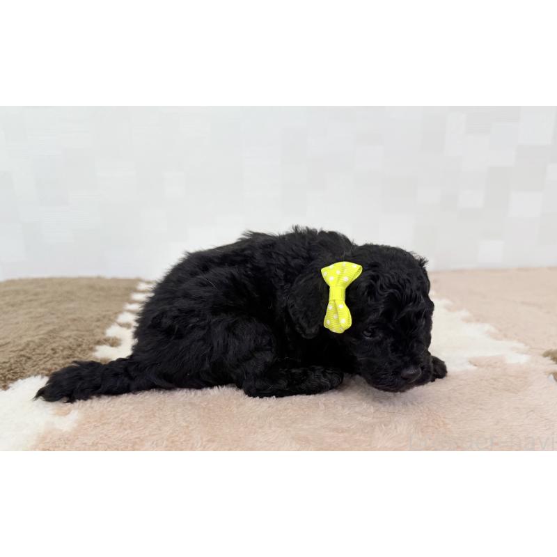 成約済の埼玉県のトイプードル-414791の5枚目