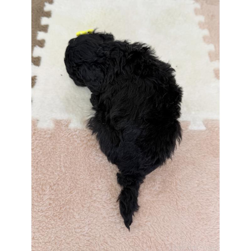 成約済の埼玉県のトイプードル-414791の4枚目