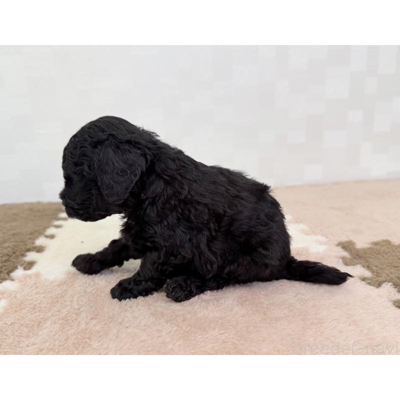 成約済の埼玉県のトイプードル-414791の3枚目