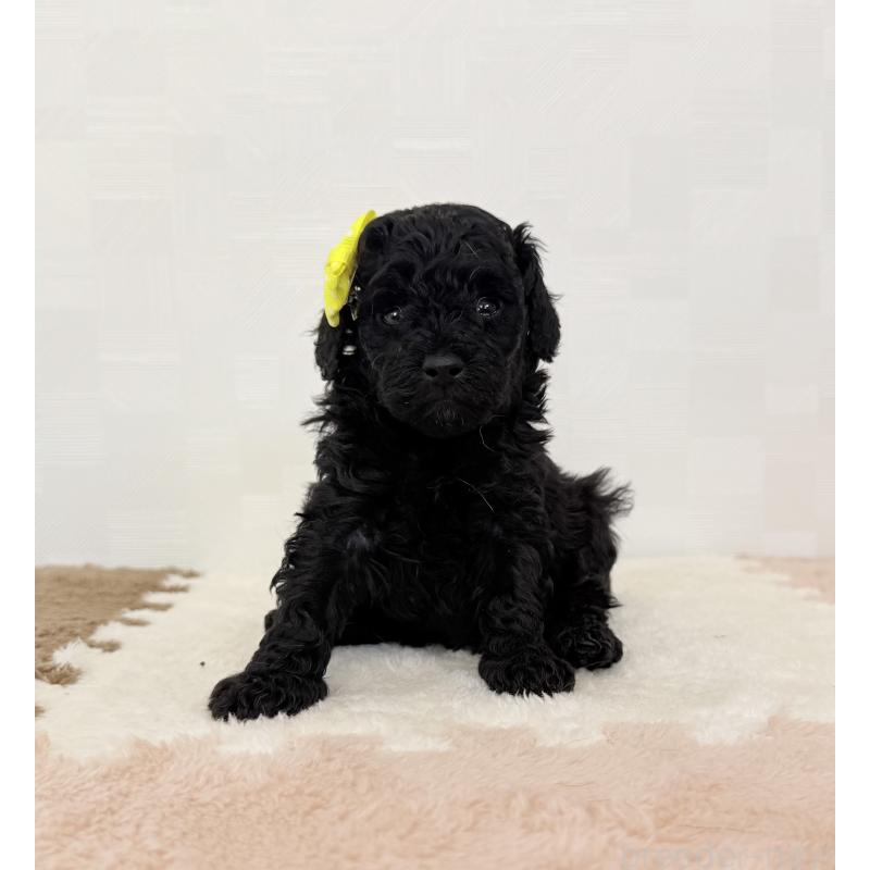 成約済の埼玉県のトイプードル-414791の2枚目