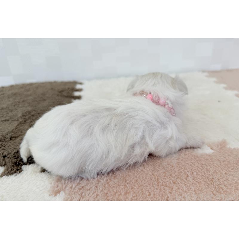 販売中の埼玉県のマルチーズ-416393の5枚目