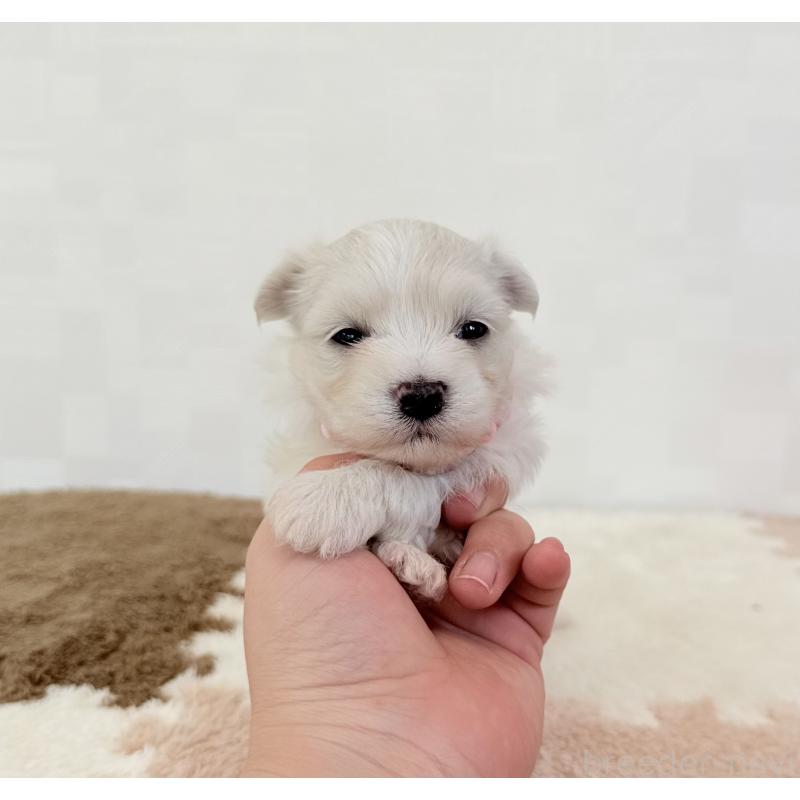 販売中の埼玉県のマルチーズ-416393の2枚目