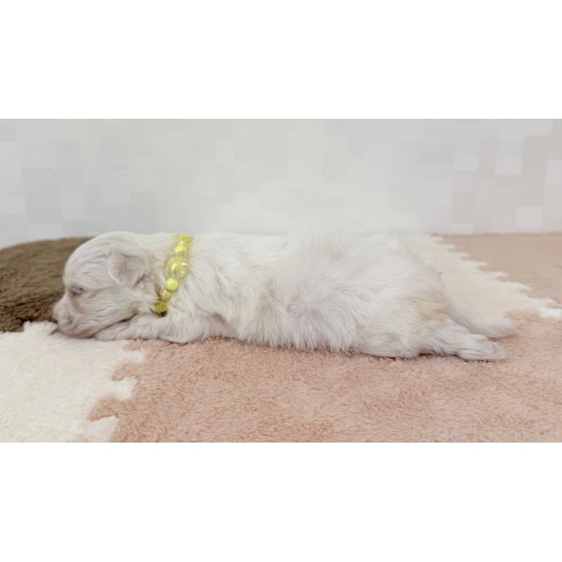 販売中の埼玉県のマルチーズ-416394の4枚目