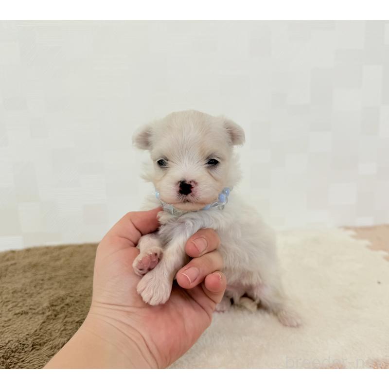 販売中の埼玉県のマルチーズ-416396の2枚目