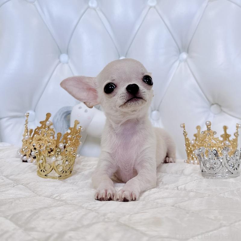 成約済の福岡県のチワワ(スムースコート)-405182の10枚目