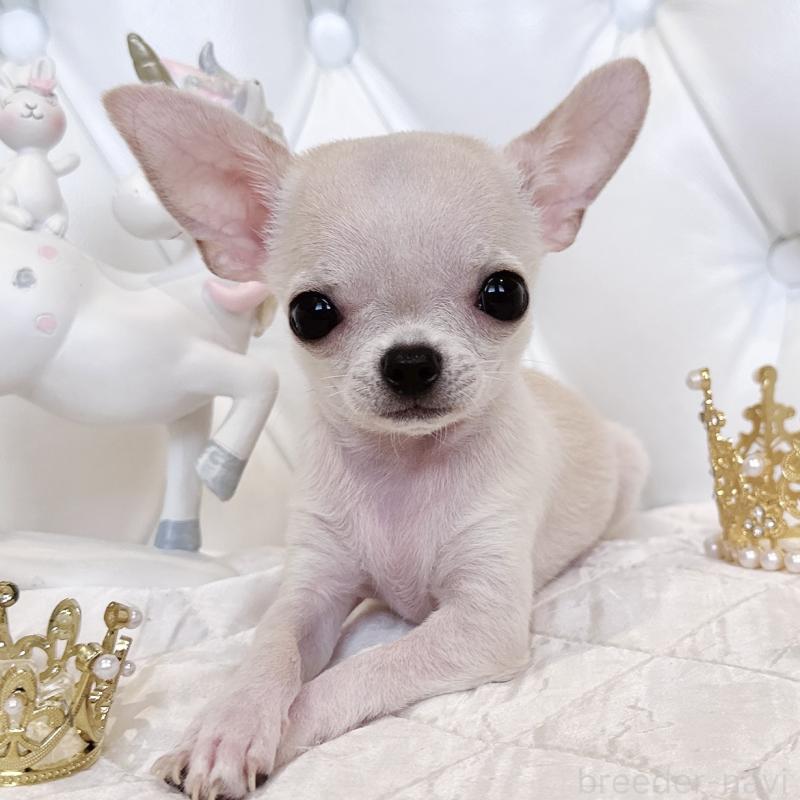 成約済の福岡県のチワワ(スムースコート)-405182の9枚目