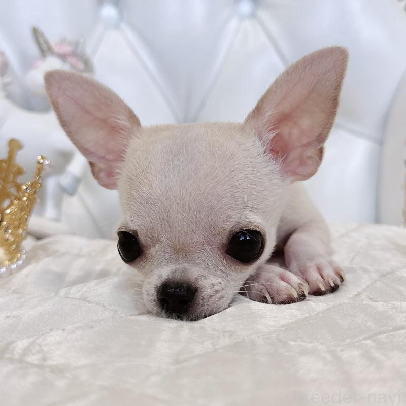 成約済の福岡県のチワワ(スムースコート)-405182の6枚目