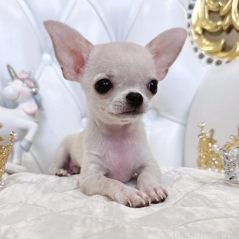 成約済の福岡県のチワワ(スムースコート)-405182の5枚目