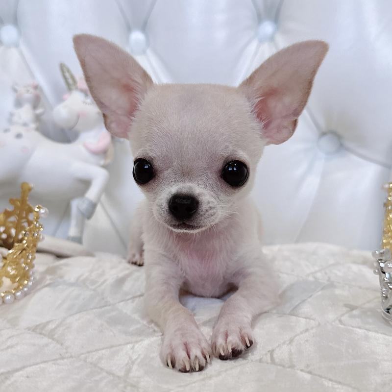 成約済の福岡県のチワワ(スムースコート)-405182の4枚目