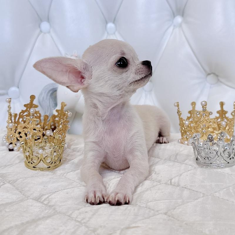 成約済の福岡県のチワワ(スムースコート)-405182の3枚目