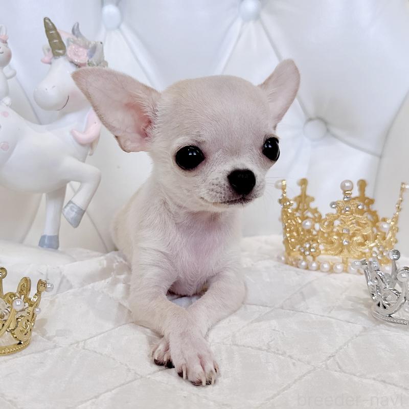 成約済の福岡県のチワワ(スムースコート)-405182の2枚目