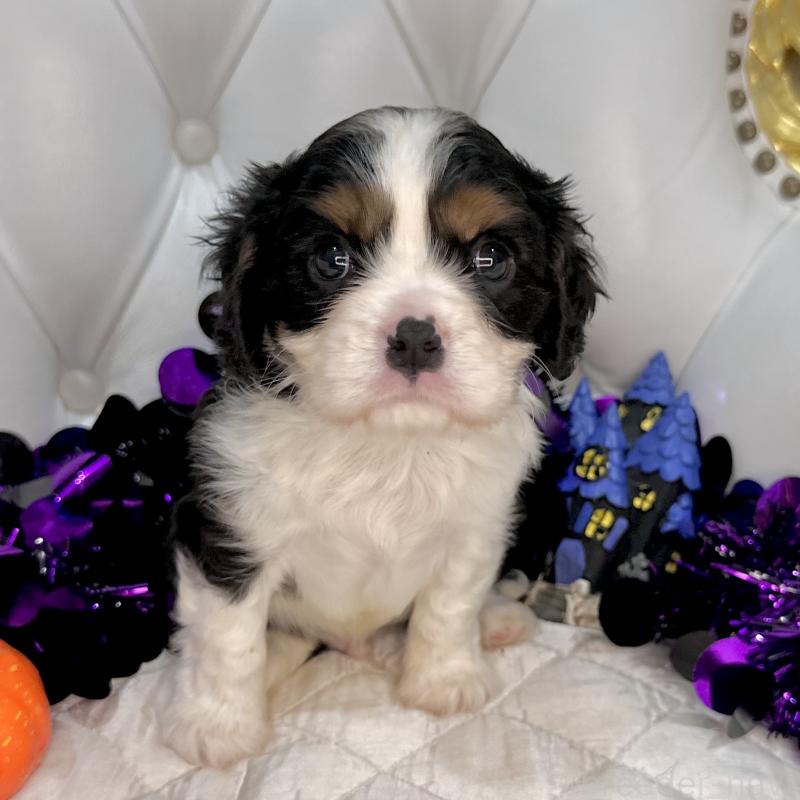 成約済の福岡県のキャバリアキングチャールズスパニエル-413526の23枚目