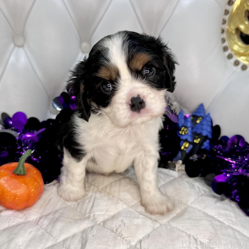 成約済の福岡県のキャバリアキングチャールズスパニエル-413526の22枚目