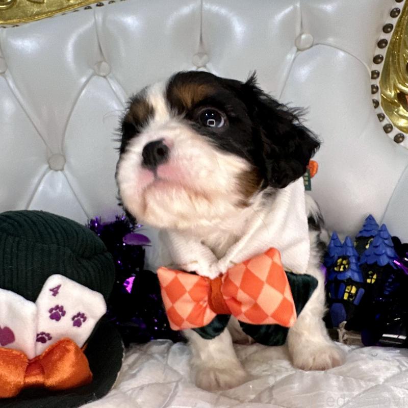 成約済の福岡県のキャバリアキングチャールズスパニエル-413526の21枚目