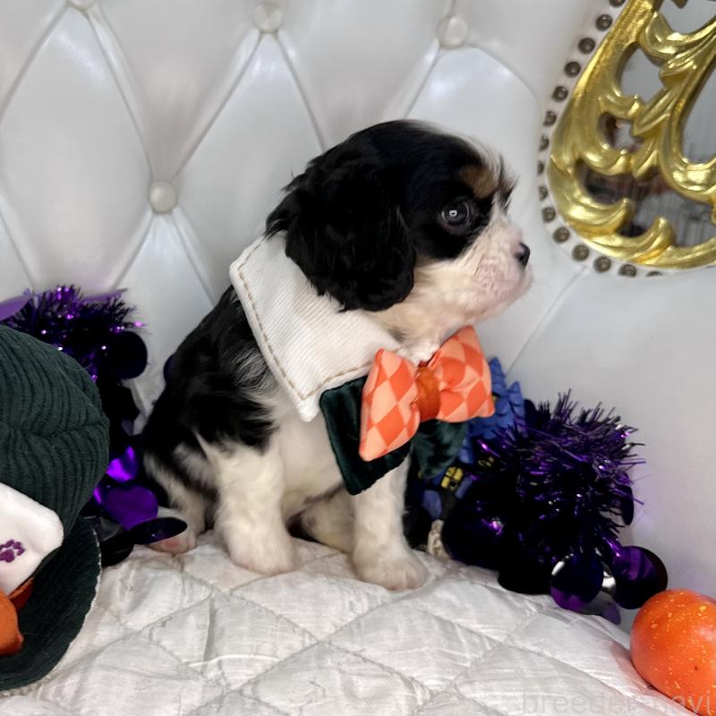 成約済の福岡県のキャバリアキングチャールズスパニエル-413526の20枚目