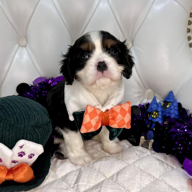 成約済の福岡県のキャバリアキングチャールズスパニエル-413526の19枚目