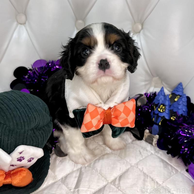 成約済の福岡県のキャバリアキングチャールズスパニエル-413526の17枚目