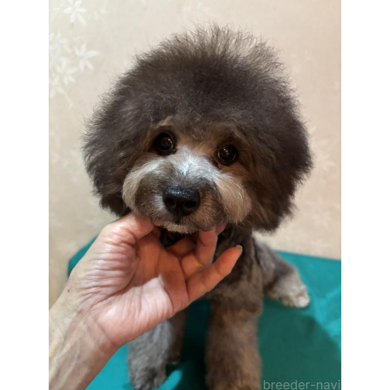 販売中の宮崎県のトイプードル-394608の4枚目