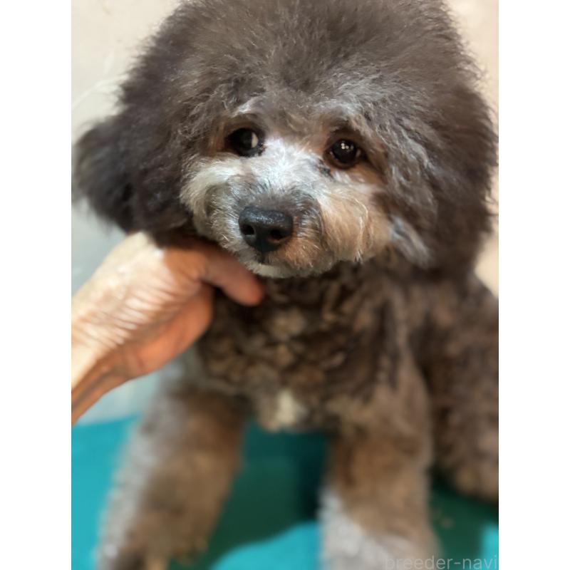 販売中の宮崎県のトイプードル-394608の3枚目