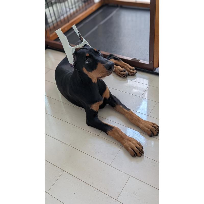 成約済の山梨県のドーベルマン-405936の6枚目