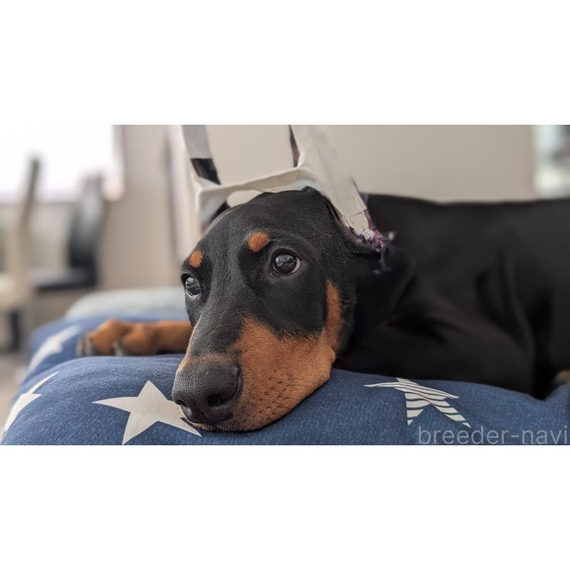 成約済の山梨県のドーベルマン-405936の5枚目