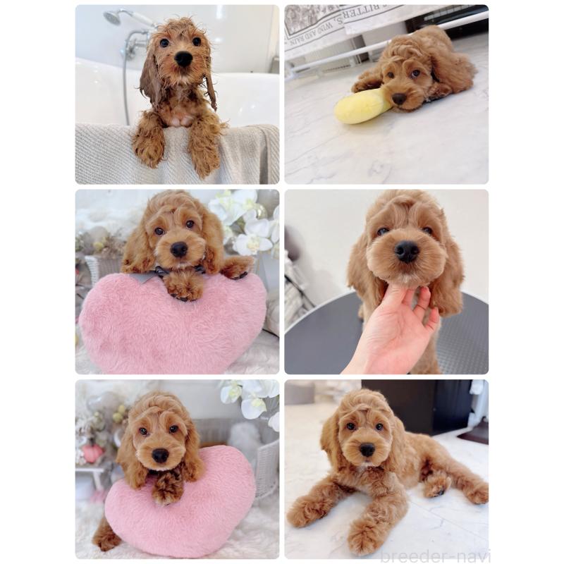 成約済の埼玉県のコッカプー:アメリカンコッカースパニエル×トイプードル-405725の2枚目