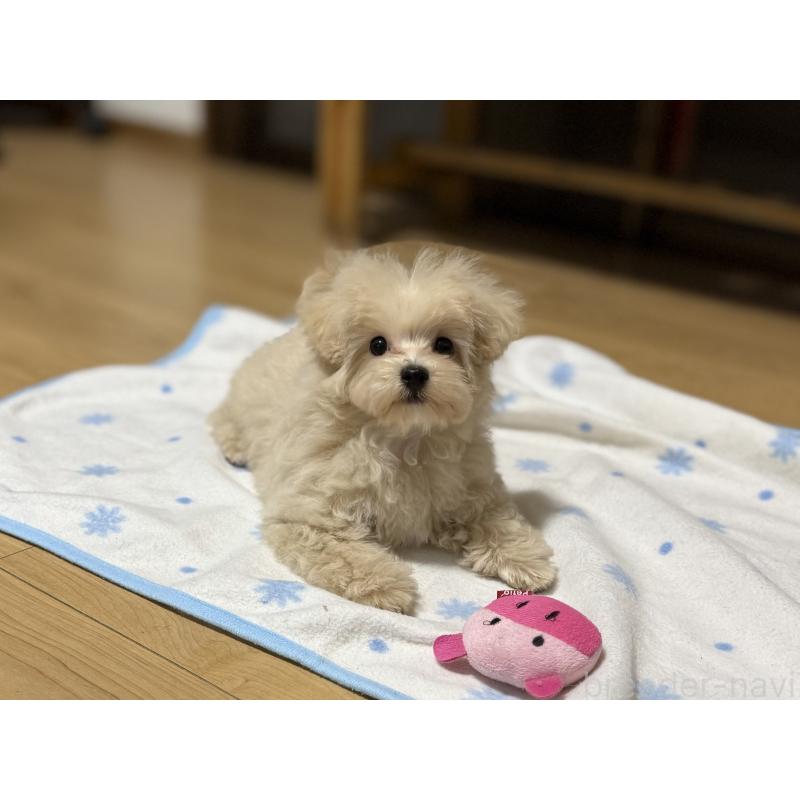 販売中の東京都のマルプー:マルチーズ×トイプードル-397572の3枚目