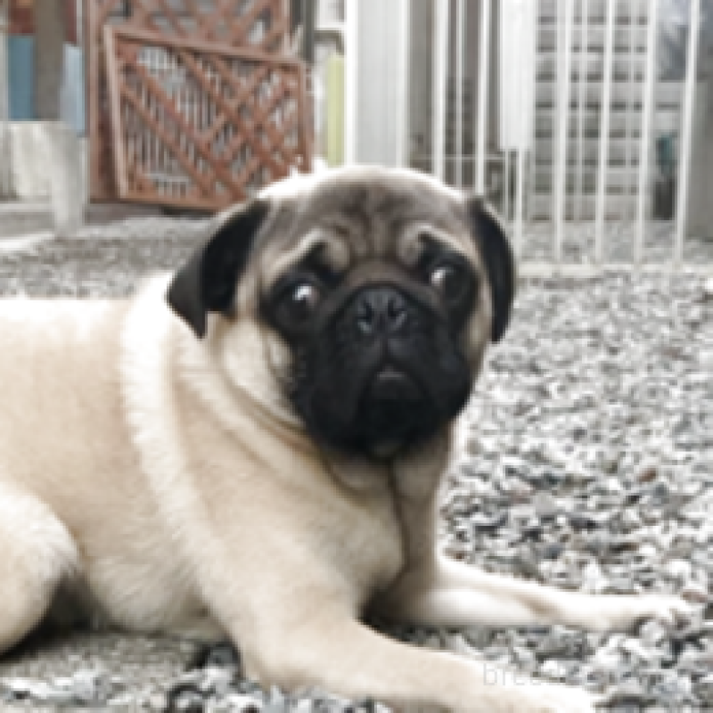 成約済の神奈川県のパグ-381795の1枚目