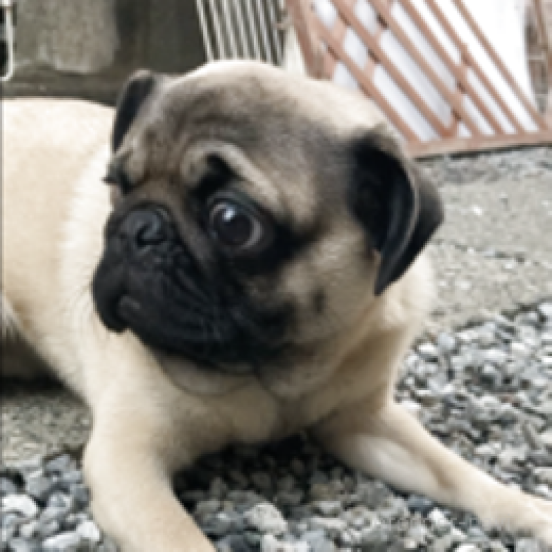 成約済の神奈川県のパグ-381795の5枚目