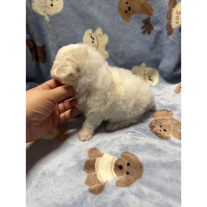 販売中の山形県のビションフリーゼ-416529の4枚目
