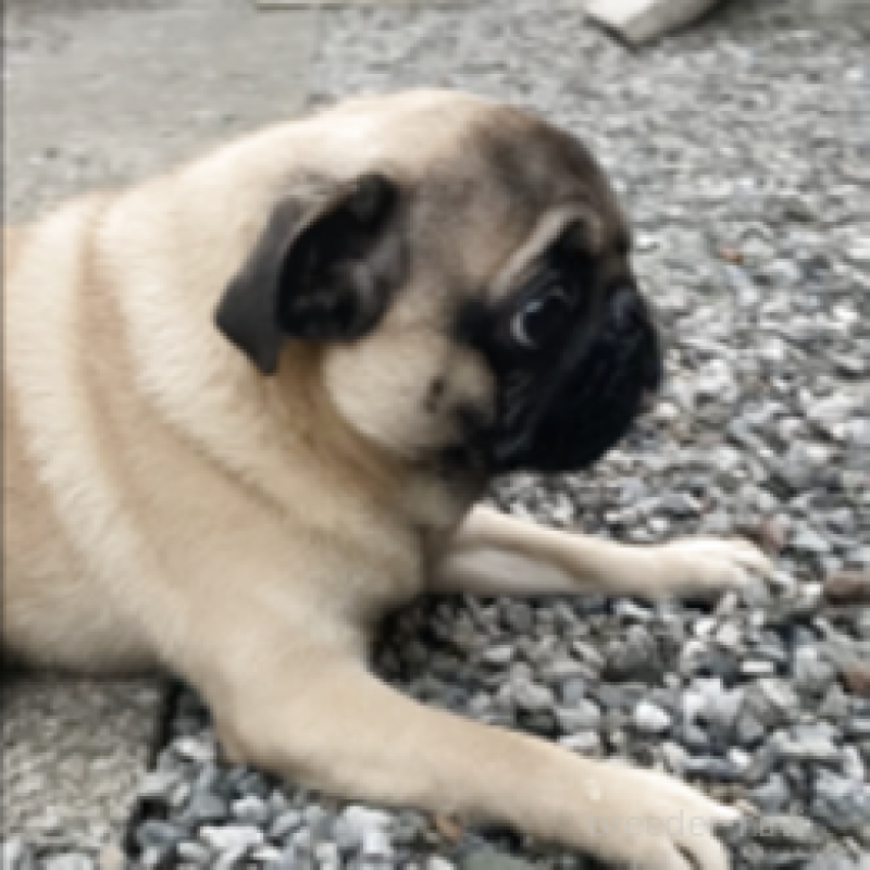 成約済の神奈川県のパグ-381795の4枚目