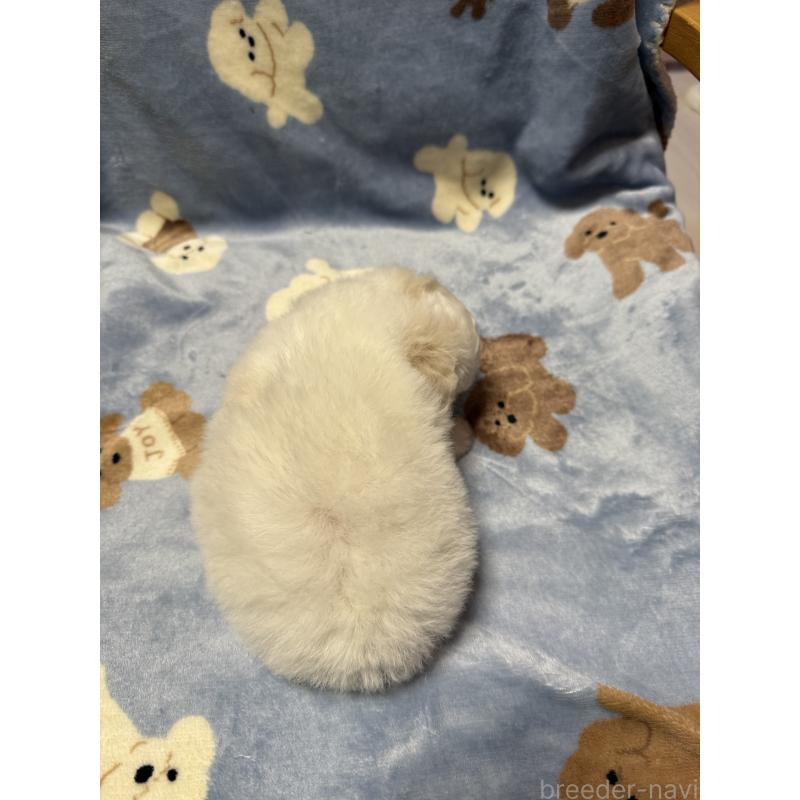 販売中の山形県のビションフリーゼ-416529の3枚目