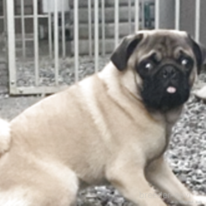 成約済の神奈川県のパグ-381795の3枚目