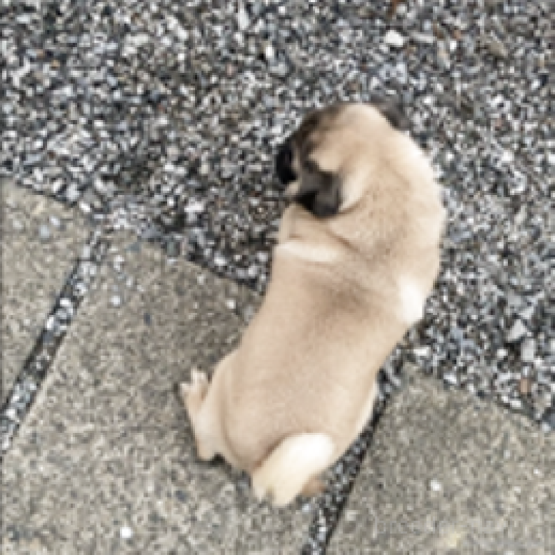 成約済の神奈川県のパグ-381795の2枚目