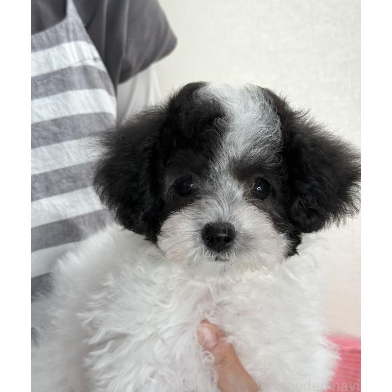 販売中の大阪府のタイニープードル-414032の13枚目